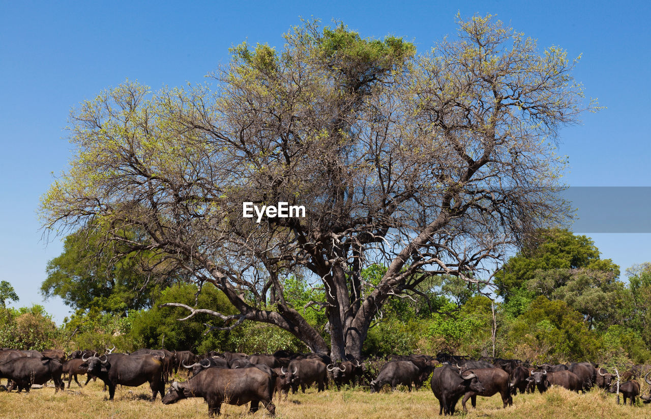 African cape buffalo, africa