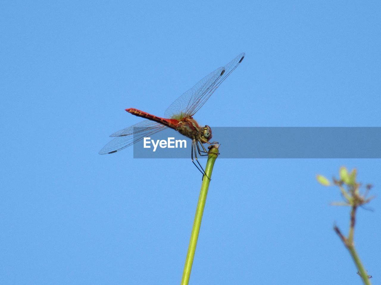 Low angle view of dragonfly on plant against clear blue sky