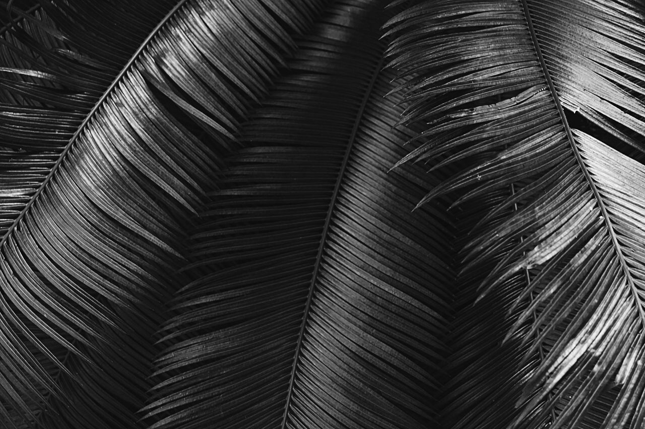 Full frame shot of palm tree