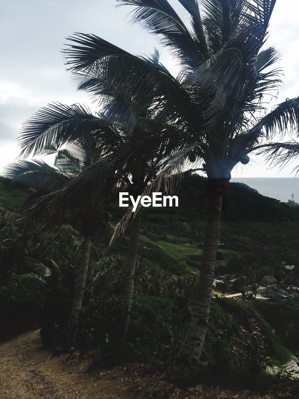 LOW ANGLE VIEW OF PALM TREES ON LANDSCAPE