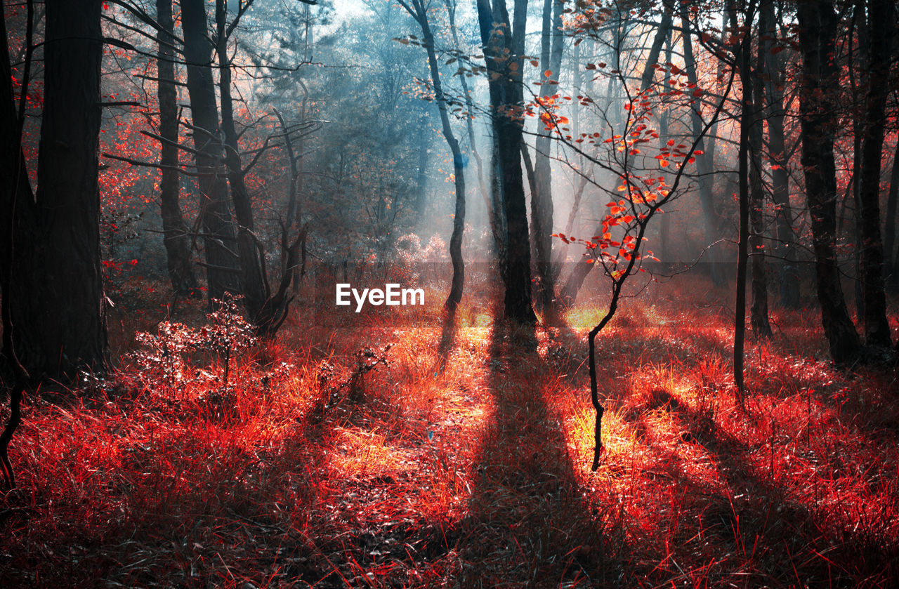 tree, forest, land, plant, nature, environment, tree trunk, trunk, beauty in nature, woodland, tranquility, fog, landscape, non-urban scene, no people, autumn, wildfire, scenics - nature, natural environment, tranquil scene, outdoors, fire, burning, red, forest fire, sunlight, branch, growth, plant part