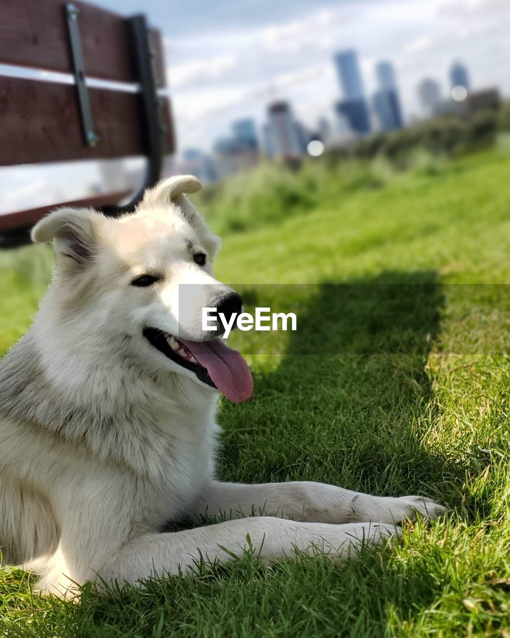 VIEW OF A DOG LOOKING AT FIELD