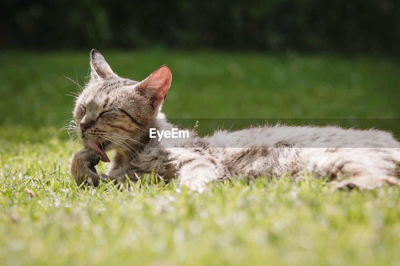 Close-up of cat lying on grass