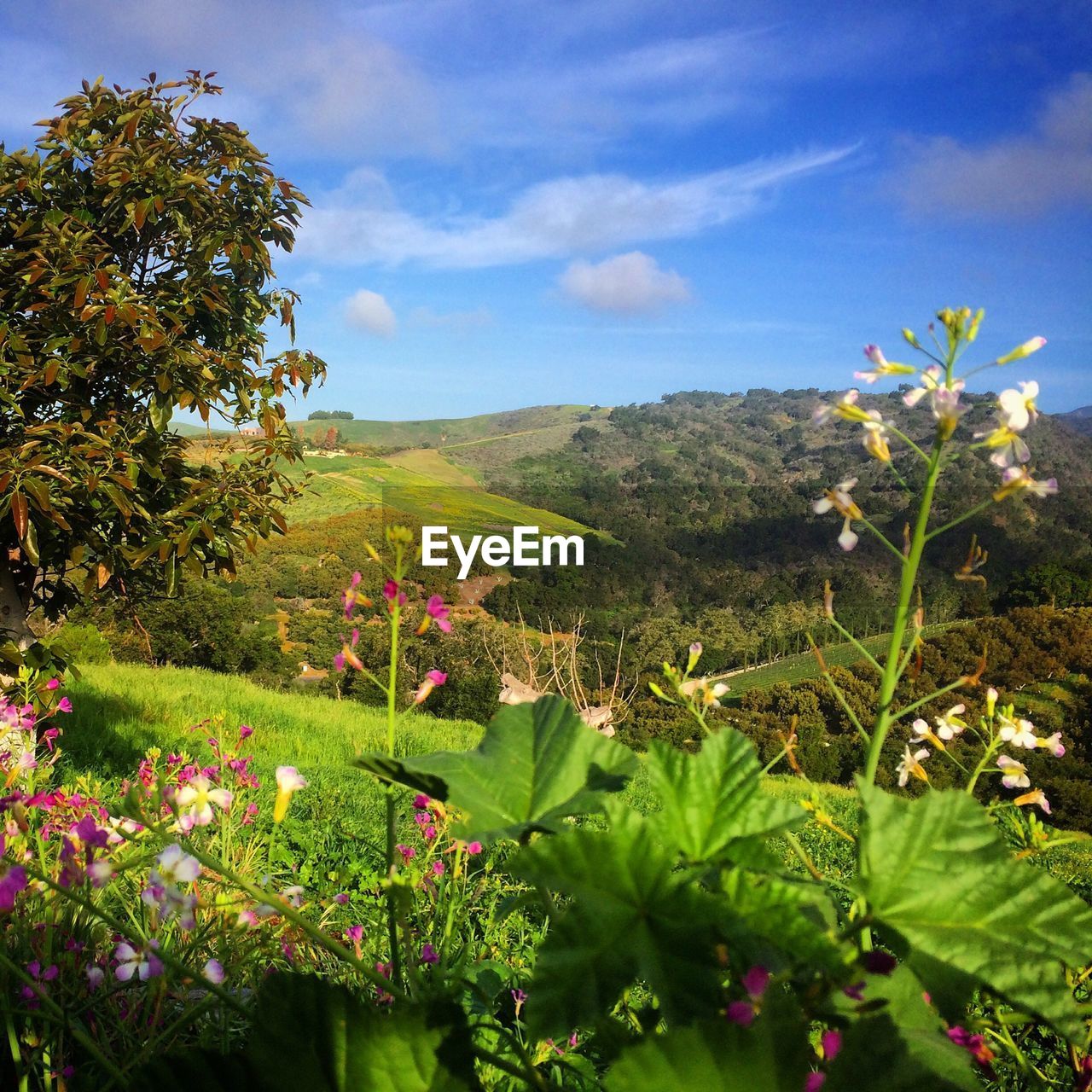 Plants growing on landscape against blue sky