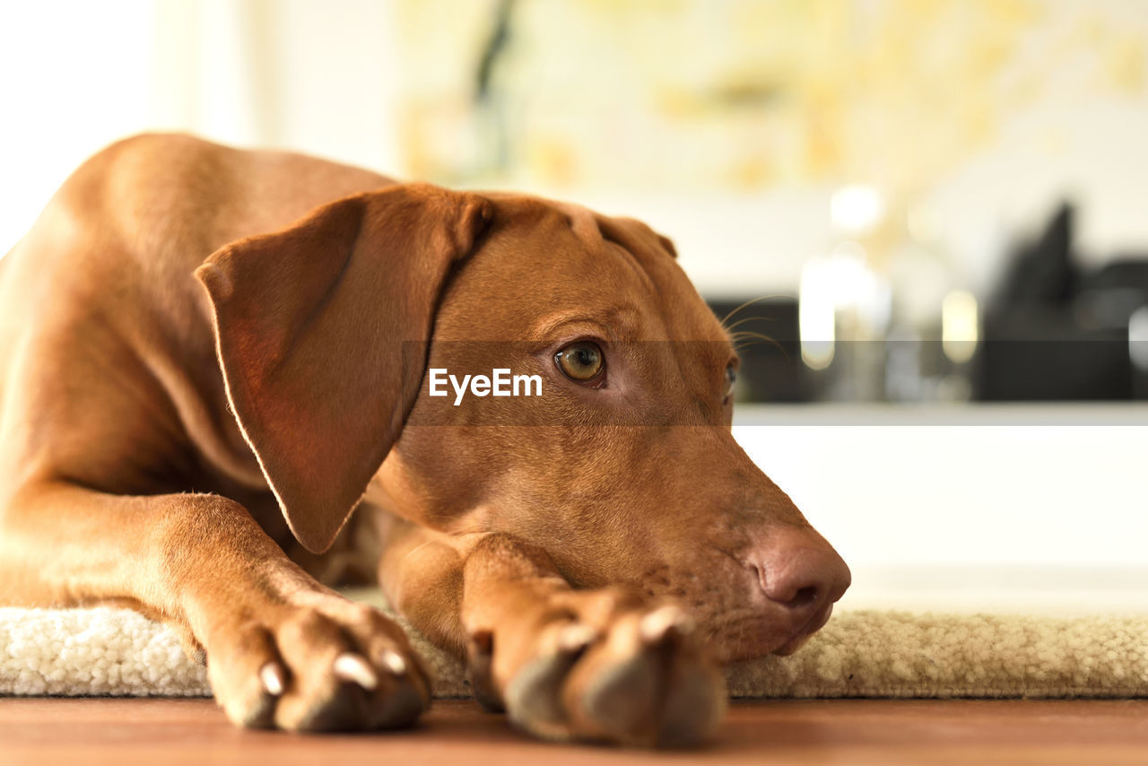 CLOSE-UP OF DOG LYING ON FLOOR AT HOME