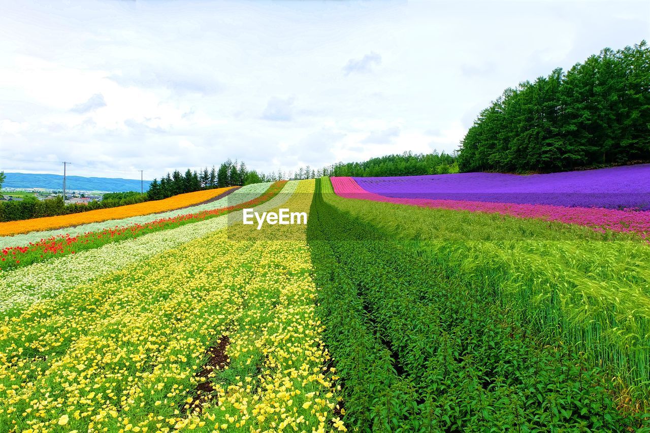 PANORAMIC VIEW OF FIELD AGAINST SKY