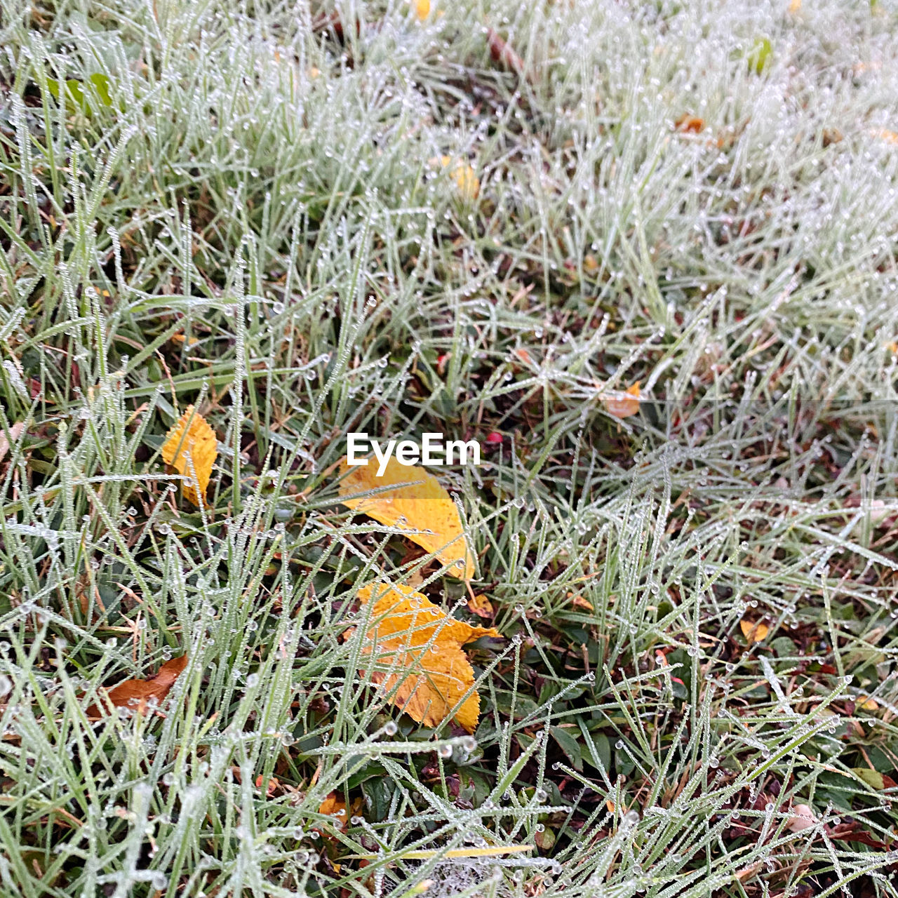 plant, growth, grass, nature, no people, field, day, land, leaf, high angle view, flower, beauty in nature, orange color, green, outdoors, close-up, tranquility, plant part, full frame, freshness, dry, lawn, fragility, butterfly