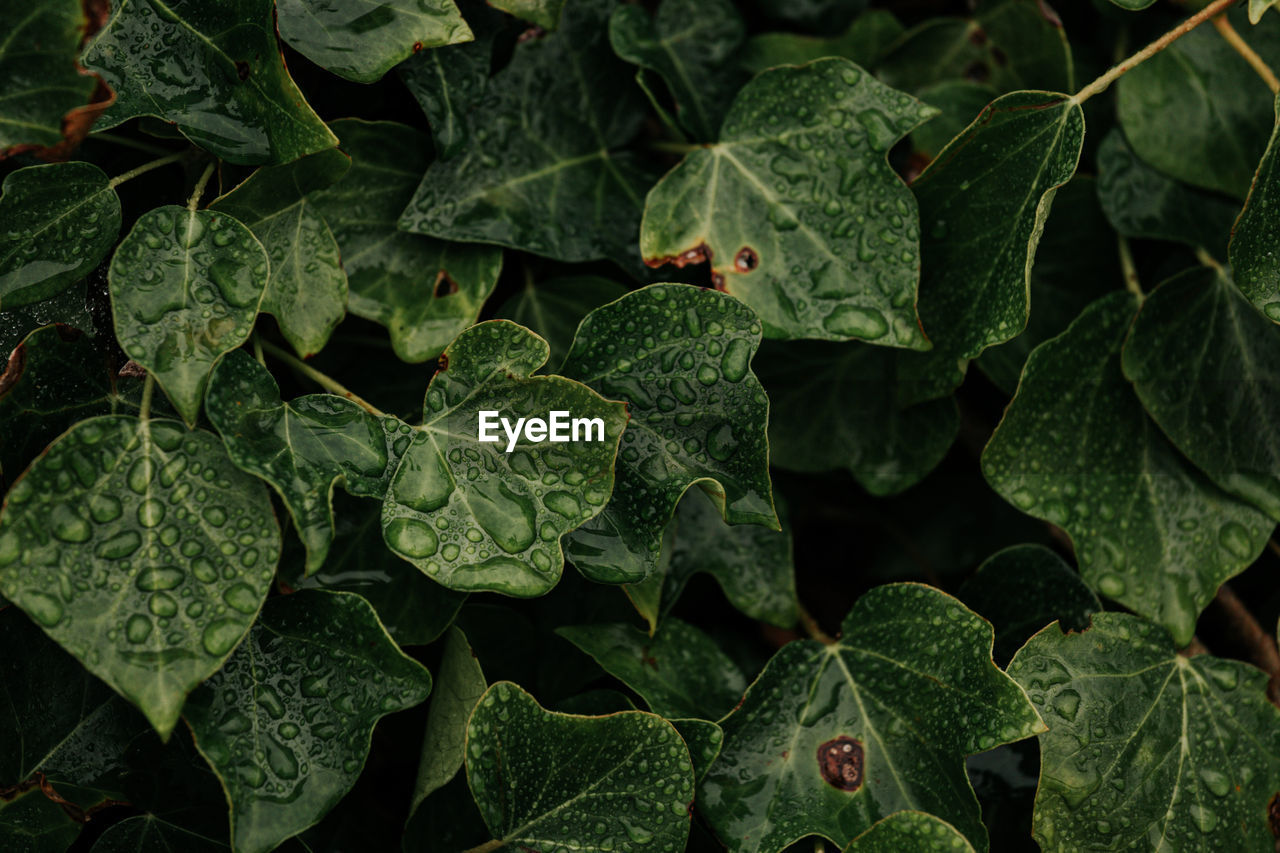 full frame shot of green leaves