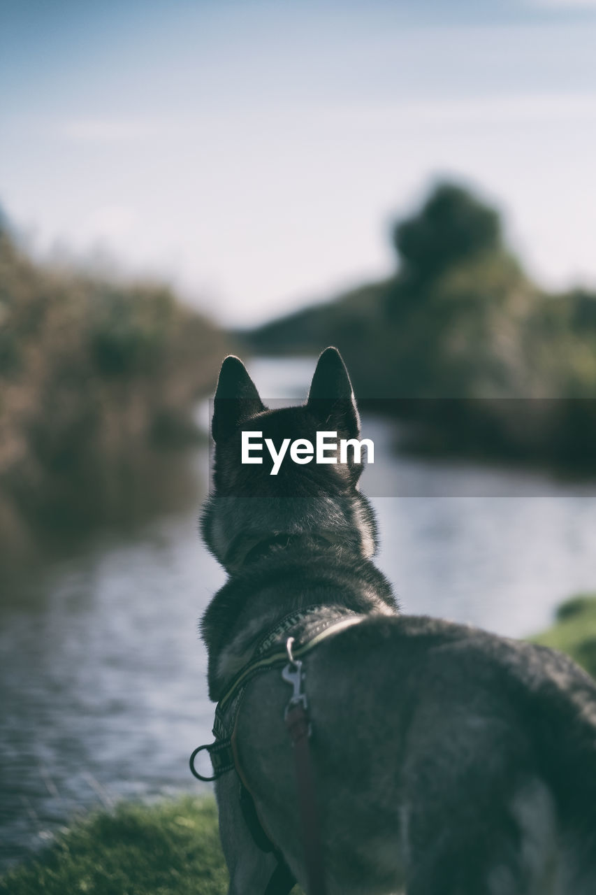 DOG LOOKING AT VIEW OF A CAMERA
