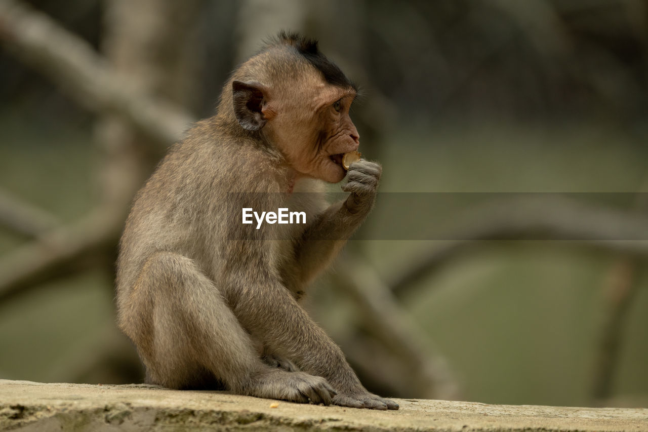 Long-tailed macaque sits nibbling food on wall