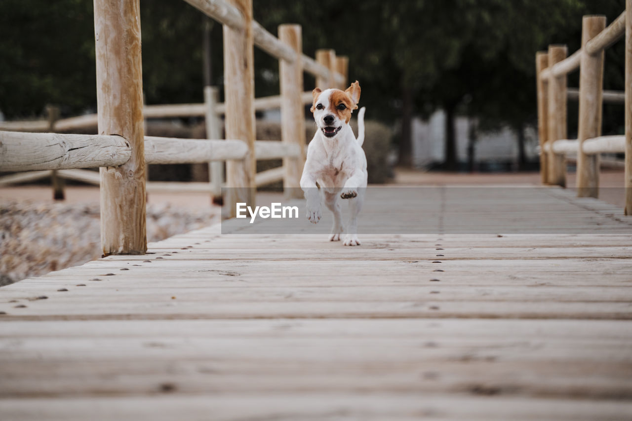 PORTRAIT OF WHITE DOG ON FOOTPATH