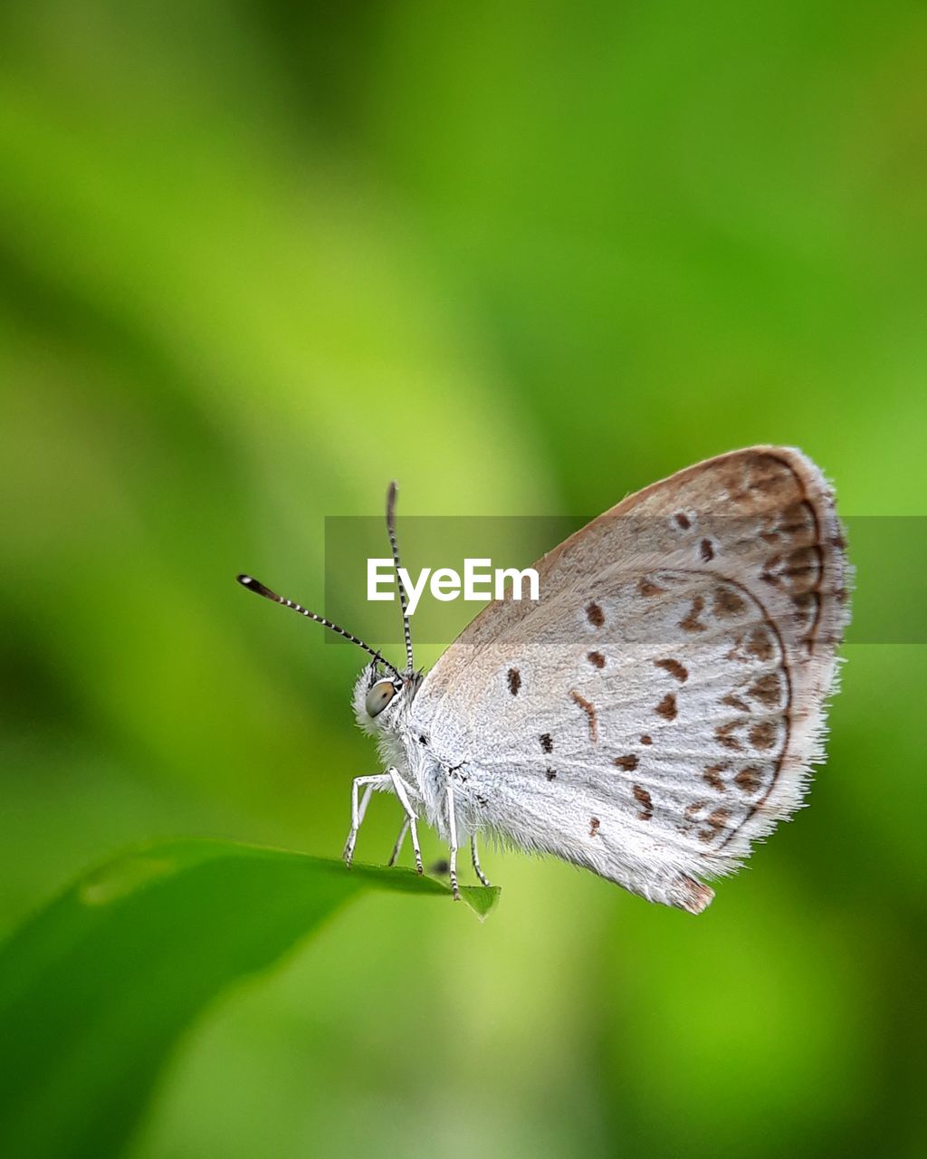 CLOSE-UP OF BUTTERFLY ON LEAF AGAINST BLURRED BACKGROUND