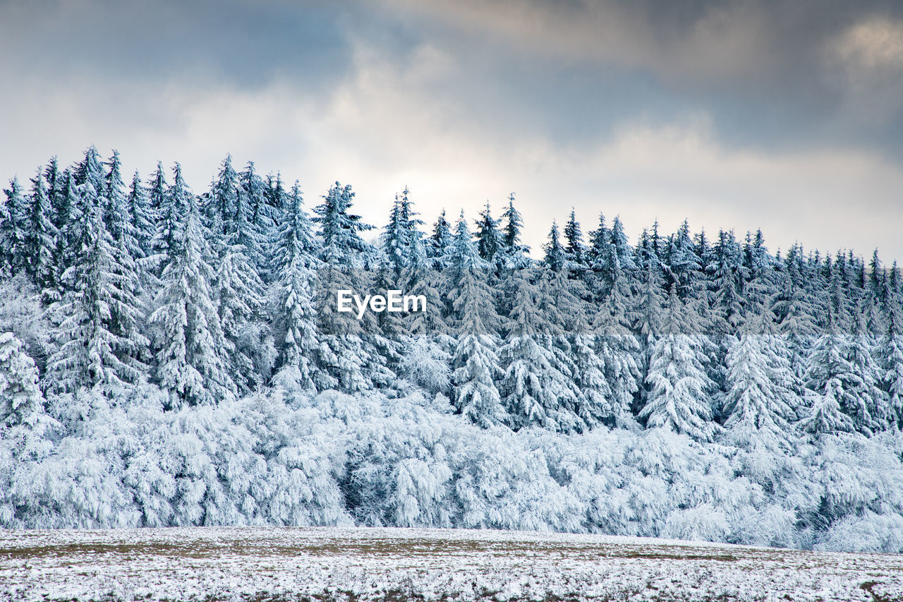 SNOW COVERED PINE TREES AGAINST SKY