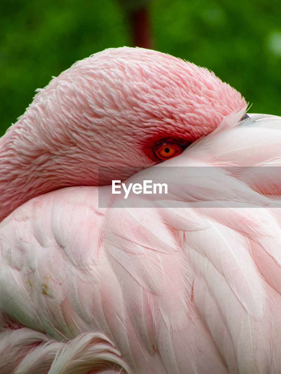 Close-up of a flamingo 