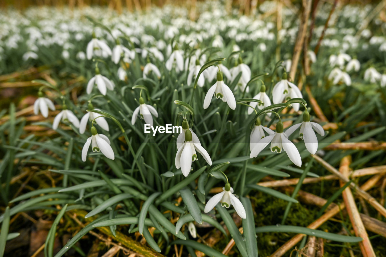 plant, snowdrop, flower, beauty in nature, flowering plant, growth, freshness, white, grass, nature, close-up, fragility, petal, no people, land, green, field, focus on foreground, day, flower head, inflorescence, outdoors, leaf, plant part, springtime, winter