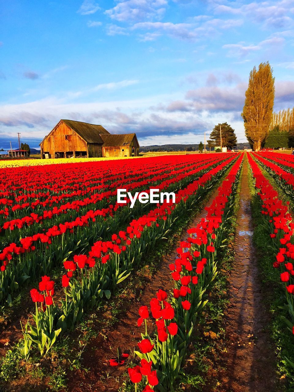 Rows of red tulips