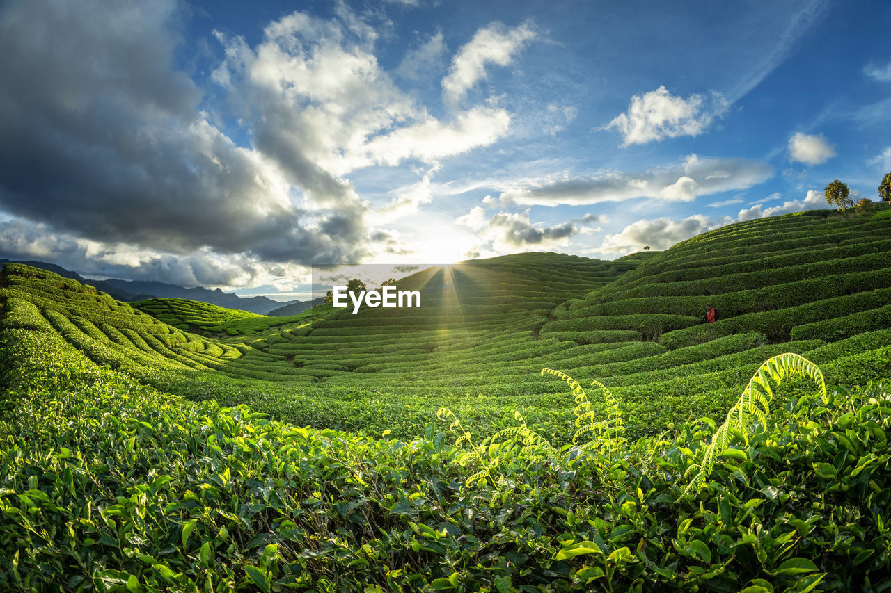 Scenic view of agricultural field against sky during sunset