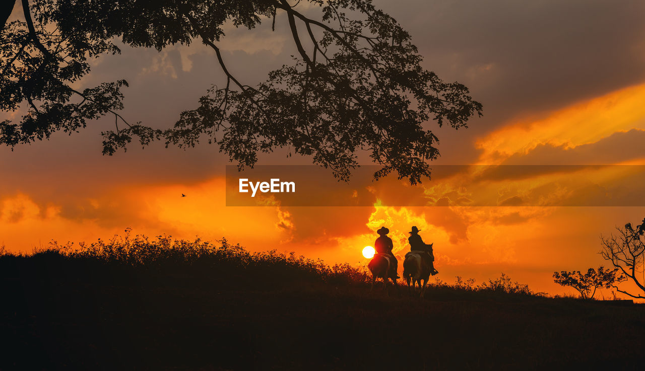 Cowboy on horse silhouetted against a large tree