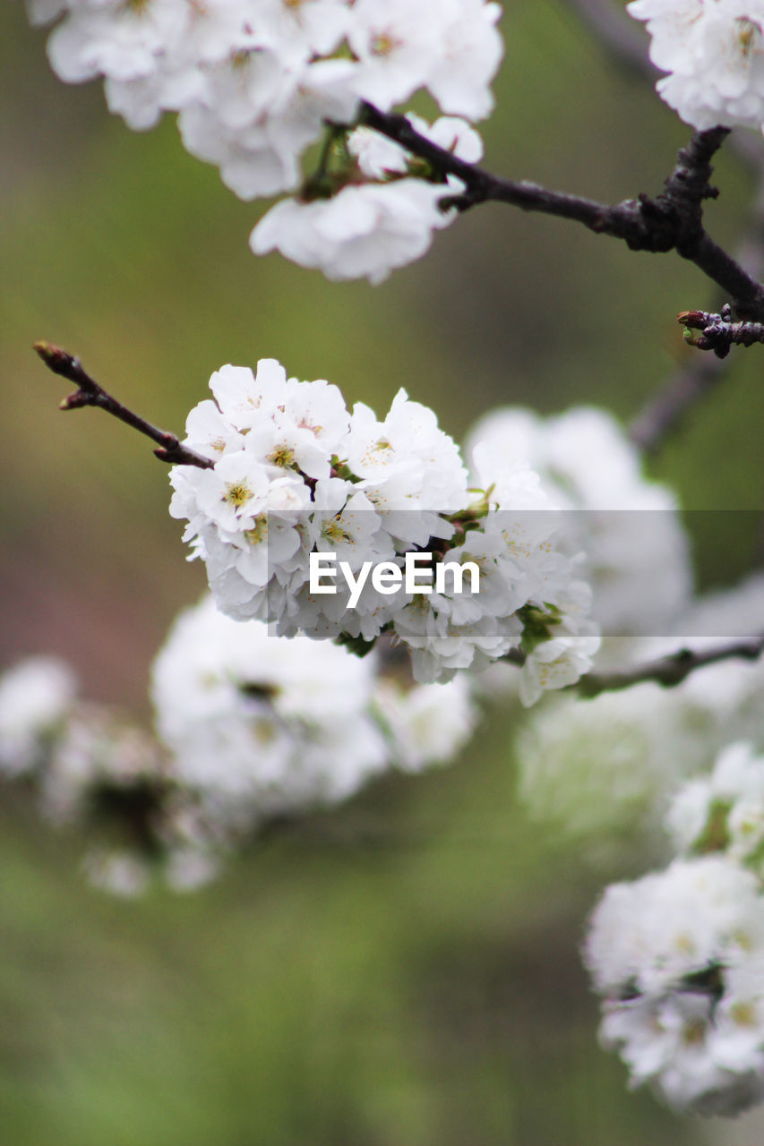 CLOSE-UP OF CHERRY BLOSSOM