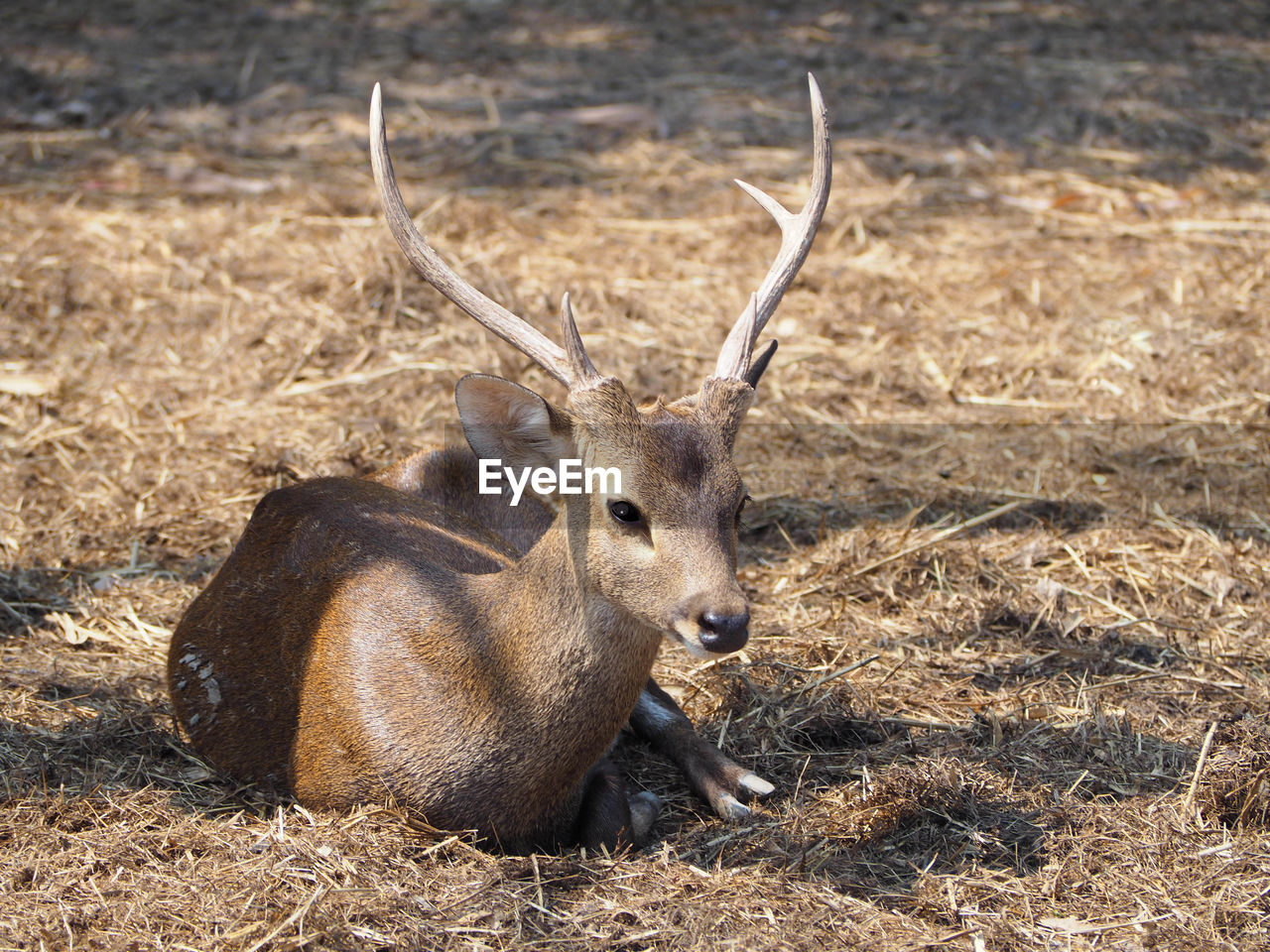 animal themes, animal, animal wildlife, wildlife, mammal, one animal, deer, nature, no people, antelope, day, relaxation, land, antler, horned, outdoors, brown, herbivorous, field, lying down, portrait, sunlight, looking at camera, horn