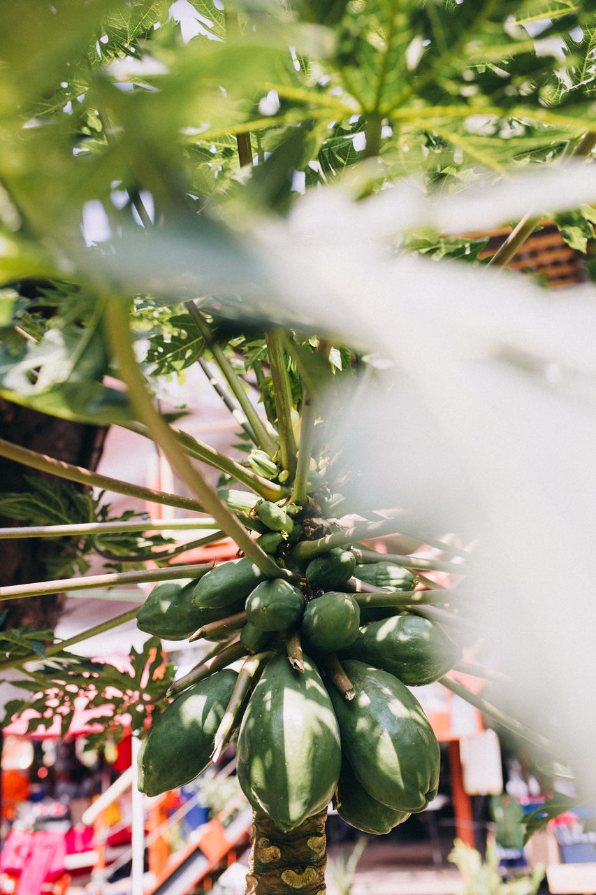 Papayas growing on tree