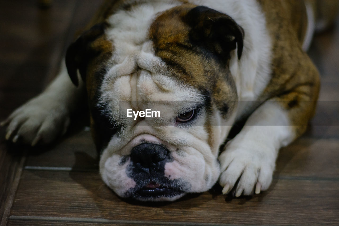 CLOSE-UP OF A DOG SLEEPING ON FLOOR