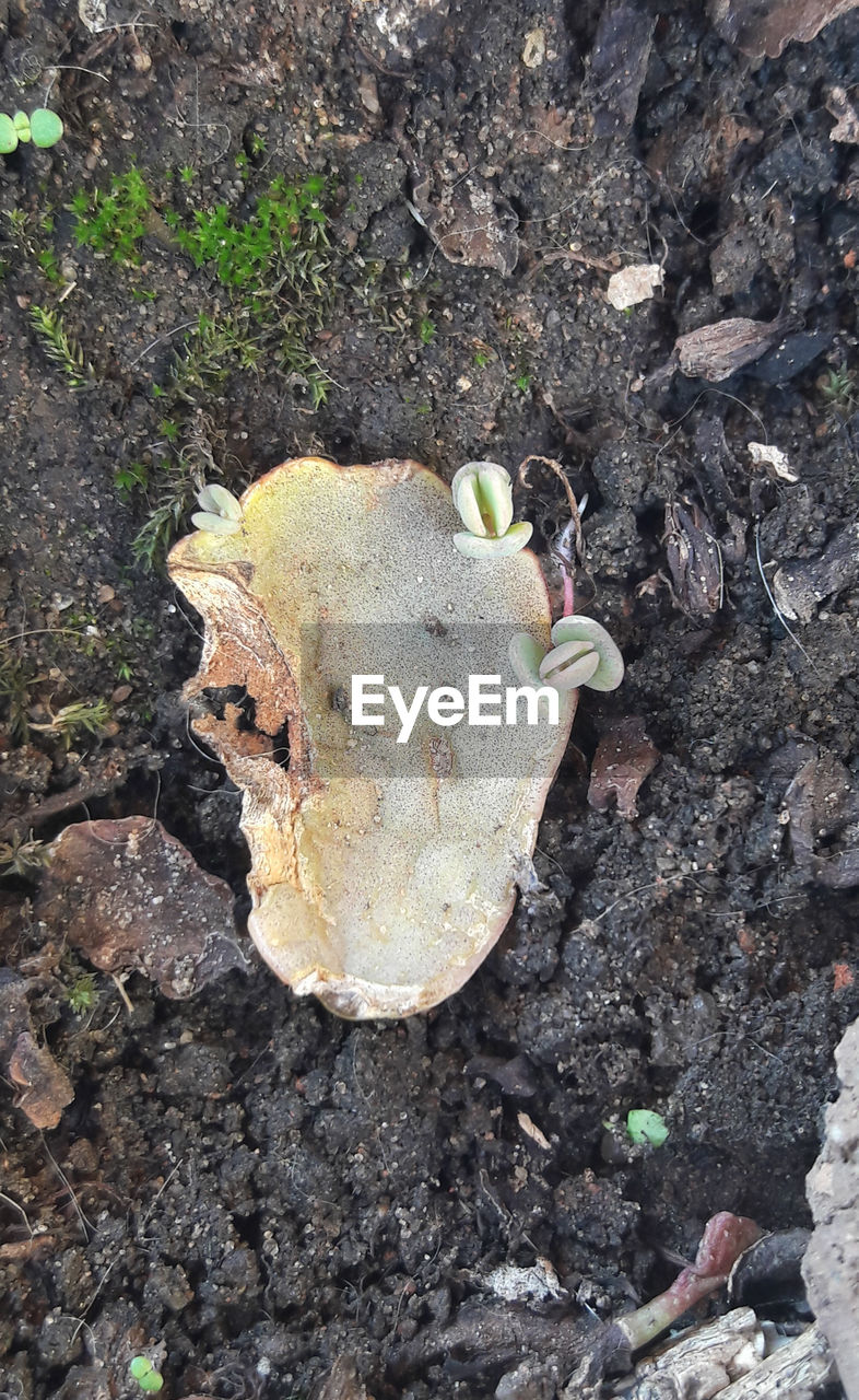 HIGH ANGLE VIEW OF MUSHROOMS ON FIELD