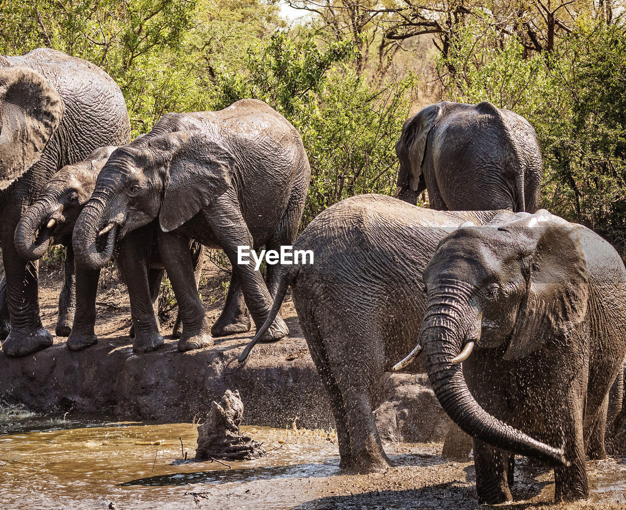 Elephant drinking water