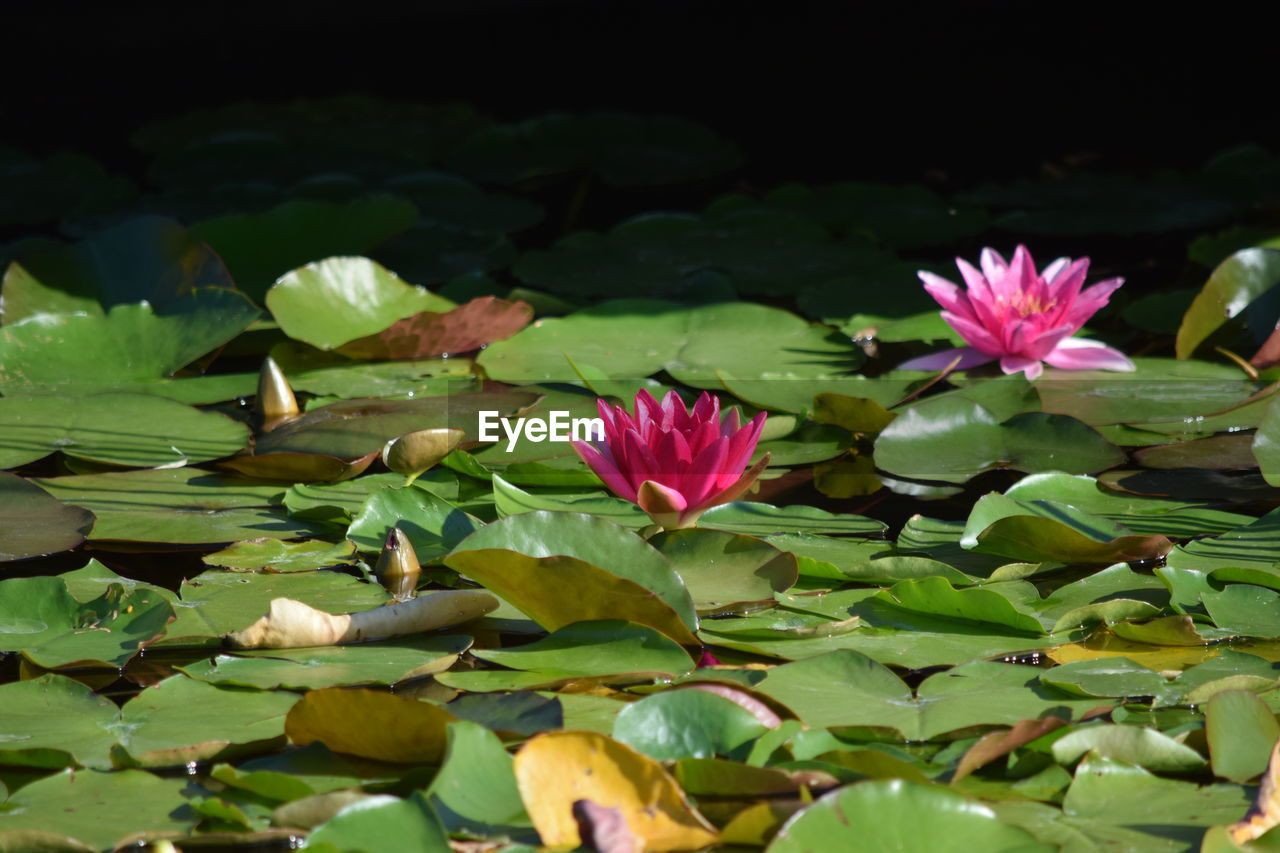 Close-up of pink water lily in lake