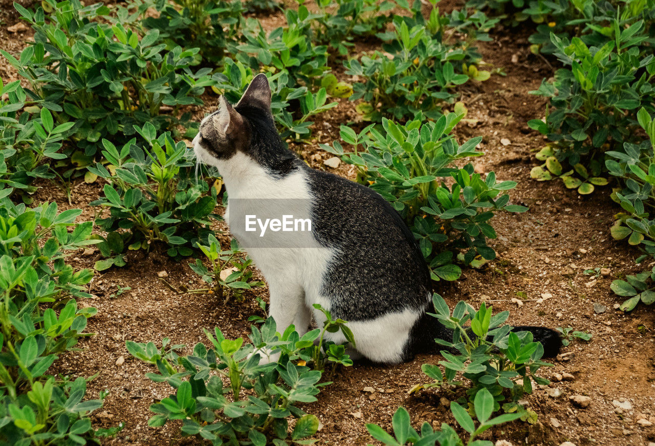 animal themes, animal, one animal, mammal, cat, pet, plant, domestic animals, no people, nature, domestic cat, feline, high angle view, green, day, wildlife, land, growth, animal wildlife, grass, plant part, leaf, field, outdoors, sitting, full length, garden