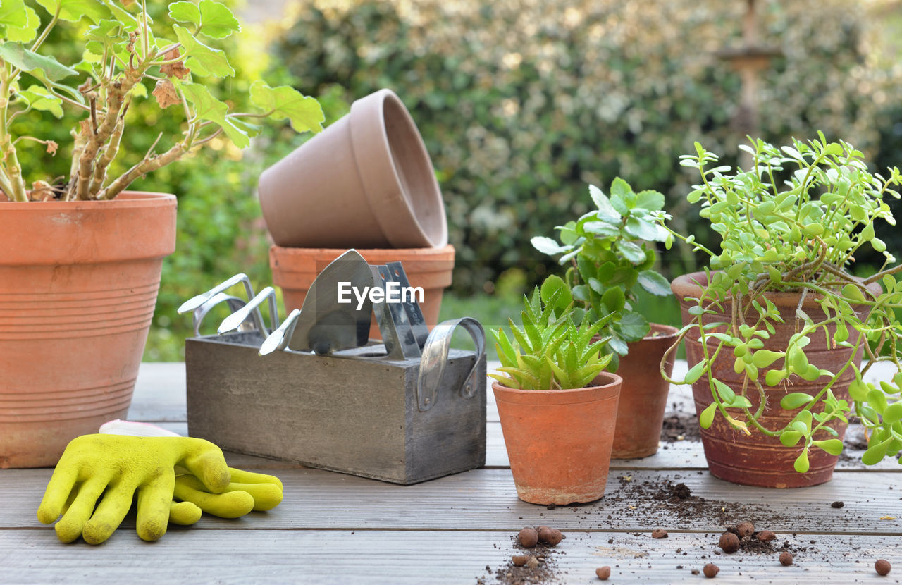 POTTED PLANTS ON TABLE