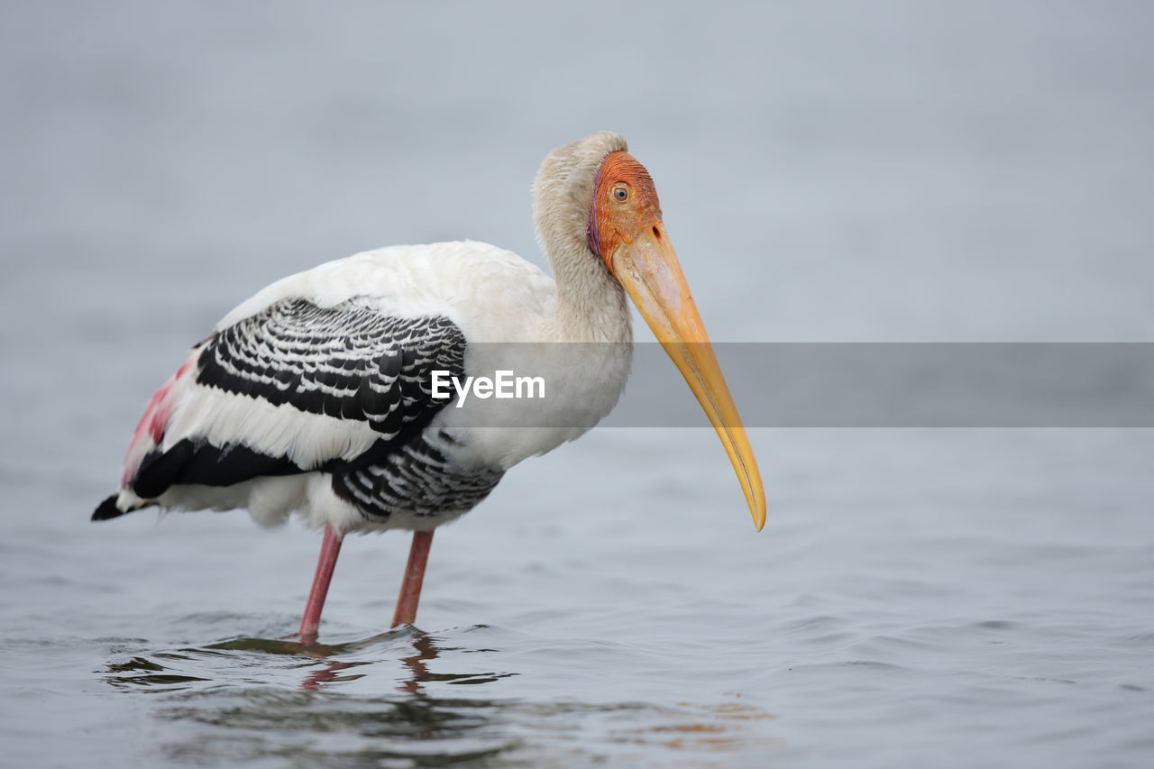 A painted stork up close