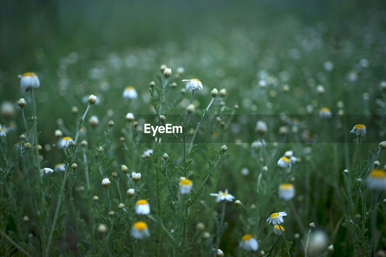 Close-up of wet plants on field