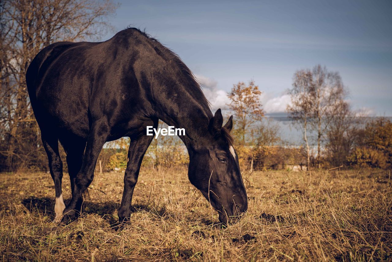 Horse grazing on field against sky