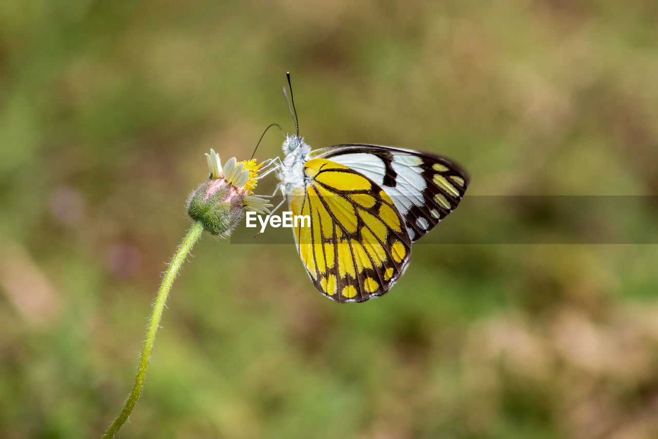 BUTTERFLY POLLINATING FLOWER