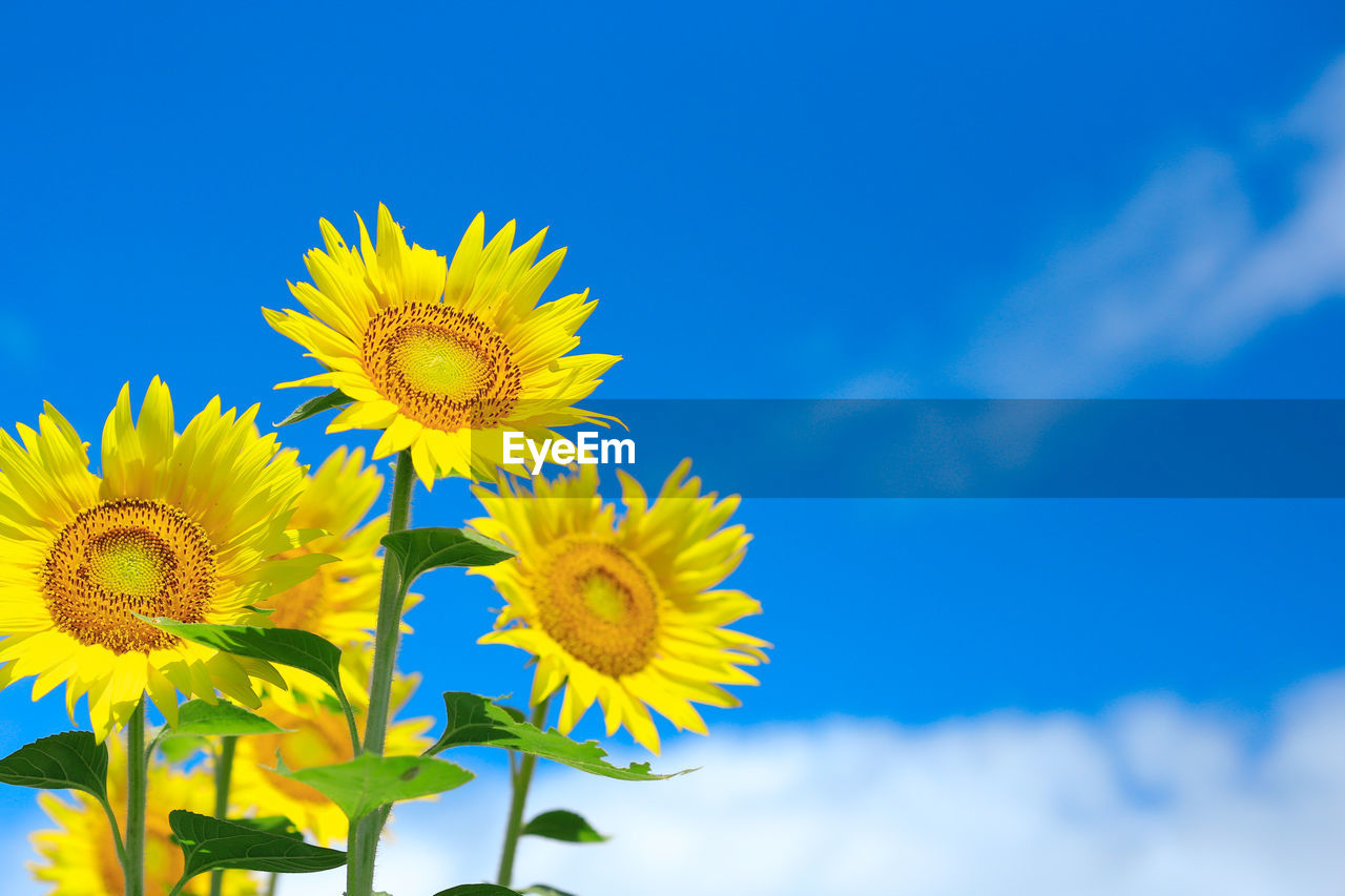 Low angle view of sunflowers