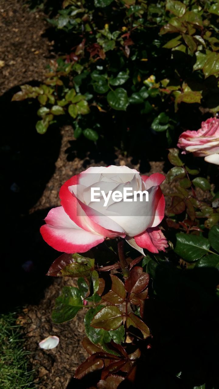 CLOSE-UP OF PINK ROSE BLOOMING