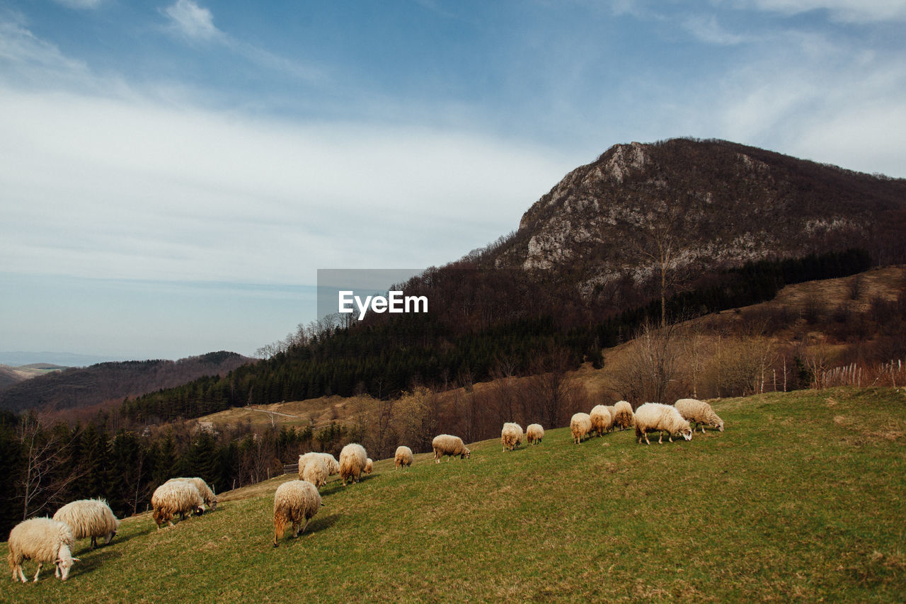 FLOCK OF SHEEP ON FIELD