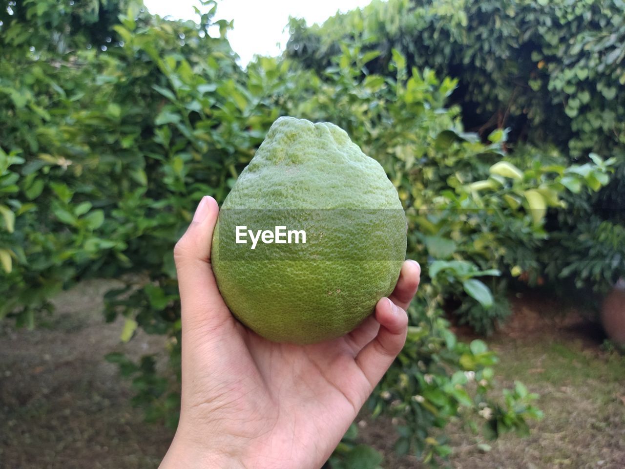 Big lemon from my garden