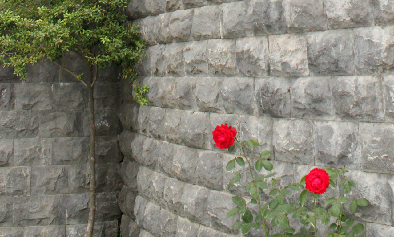 Red flowers growing on stone wall