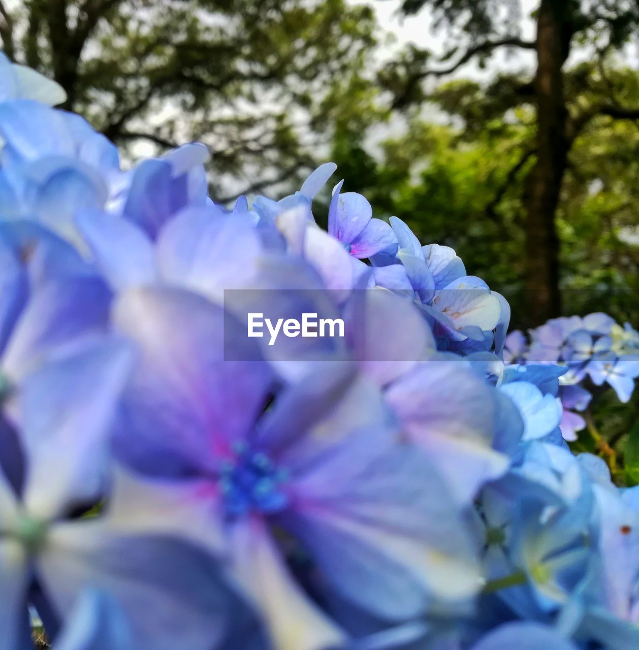 CLOSE-UP OF PURPLE FLOWERS BLOOMING IN PARK