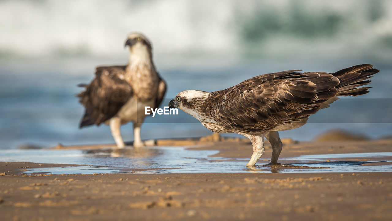 SEAGULLS ON BEACH