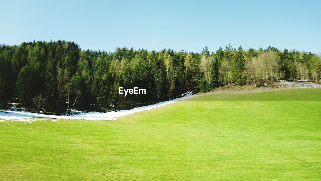 Trees on field against clear sky