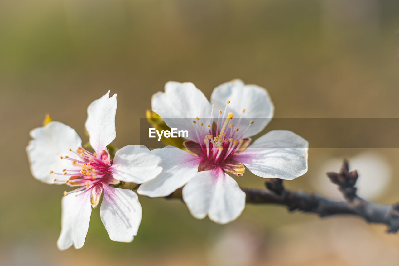flower, plant, flowering plant, freshness, beauty in nature, blossom, fragility, close-up, springtime, tree, nature, branch, flower head, macro photography, petal, inflorescence, growth, pollen, pink, focus on foreground, botany, produce, food and drink, white, food, no people, outdoors, stamen, fruit tree, selective focus, spring, cherry blossom, fruit, scented, day, tranquility, environment, twig, sunlight, defocused, softness, multi colored, almond tree