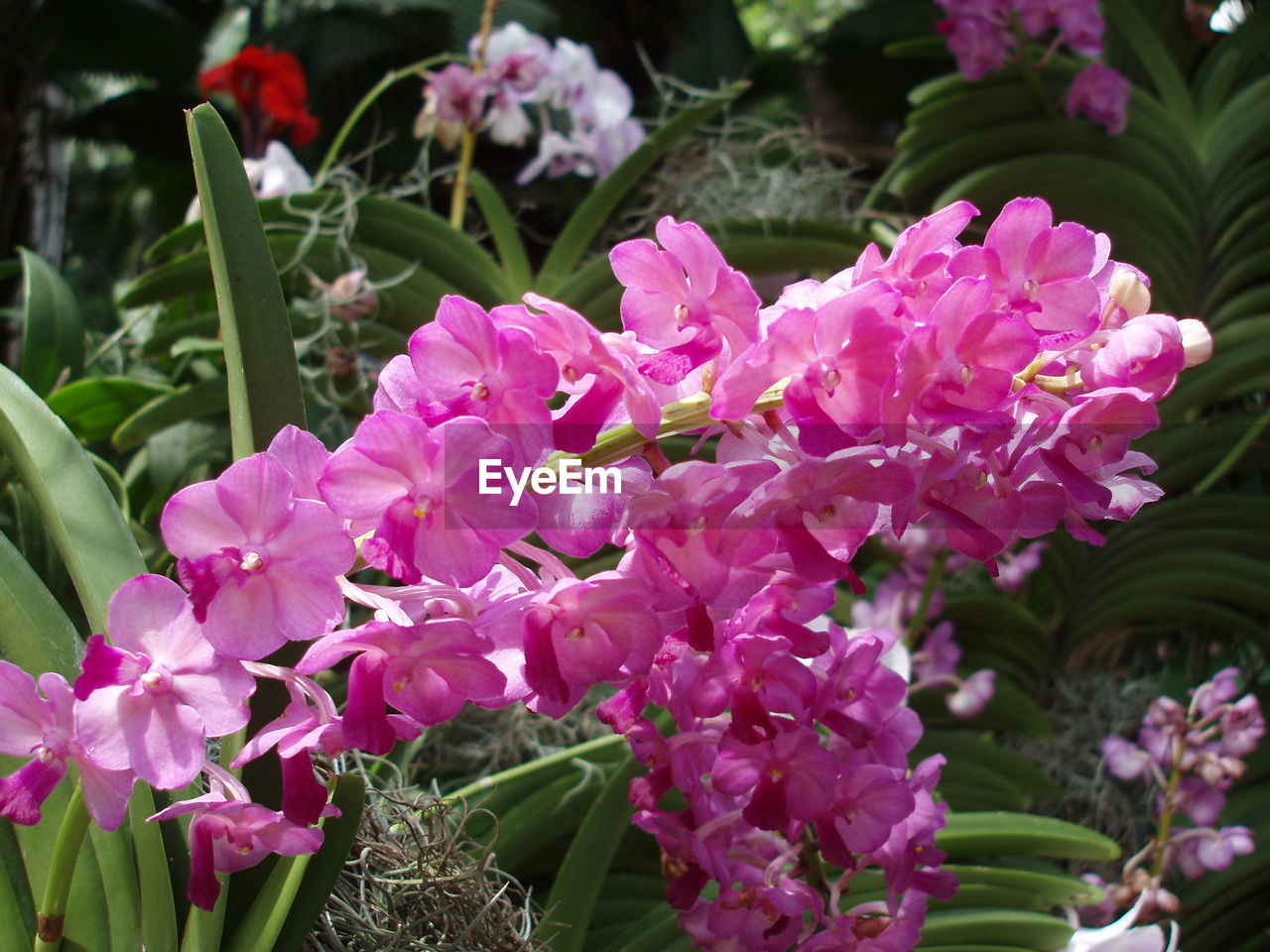 Close-up of pink flowers blooming outdoors