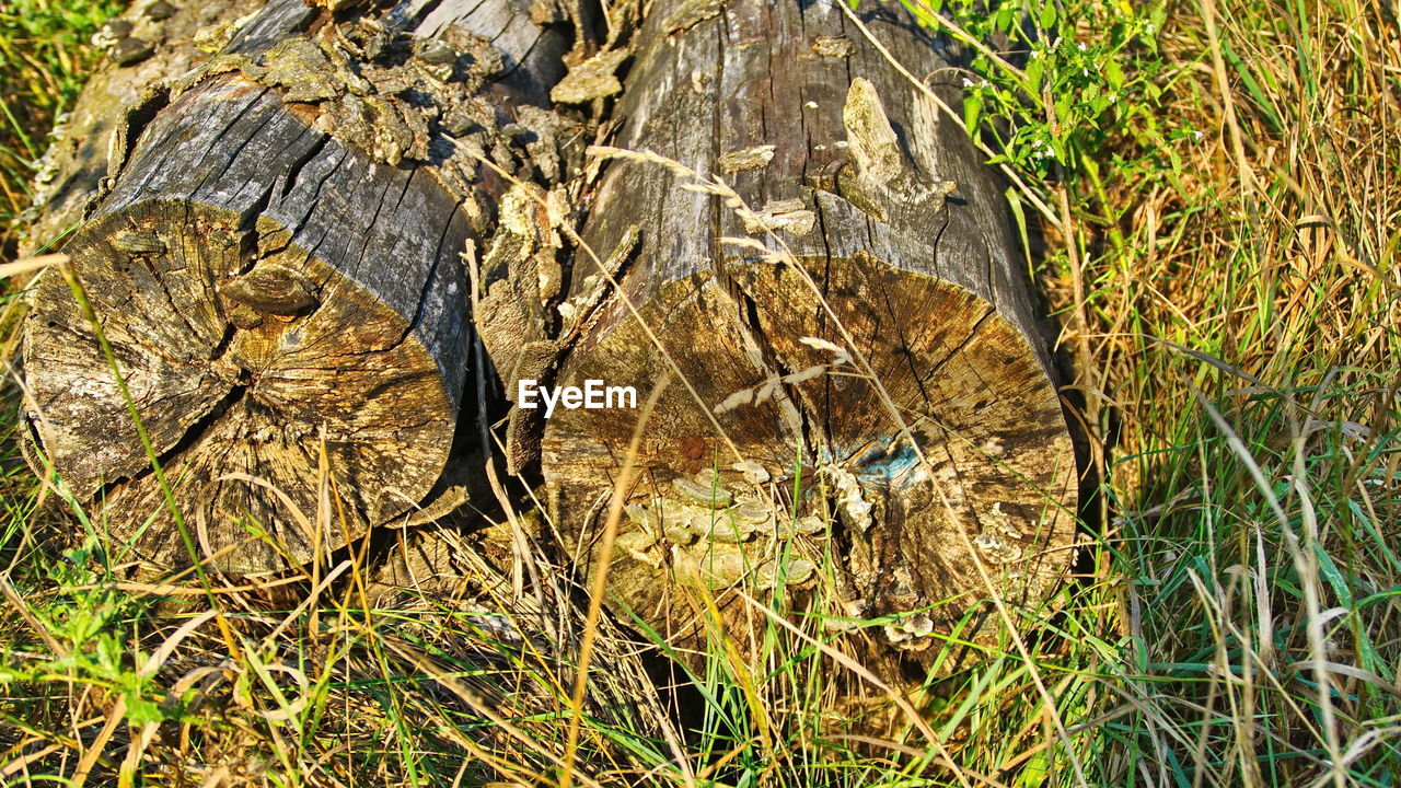 CLOSE-UP OF TREE TRUNK IN FIELD