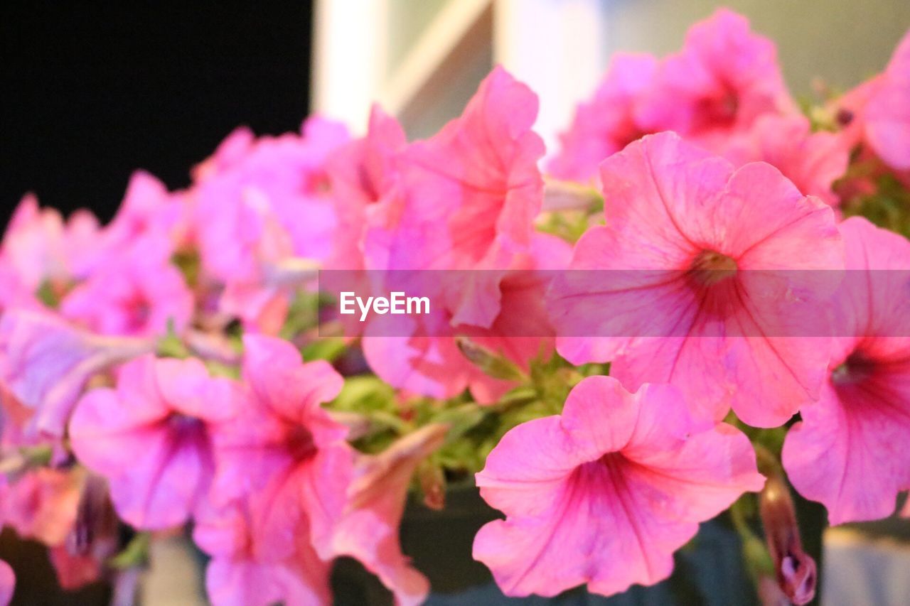 PINK FLOWERS BLOOMING OUTDOORS