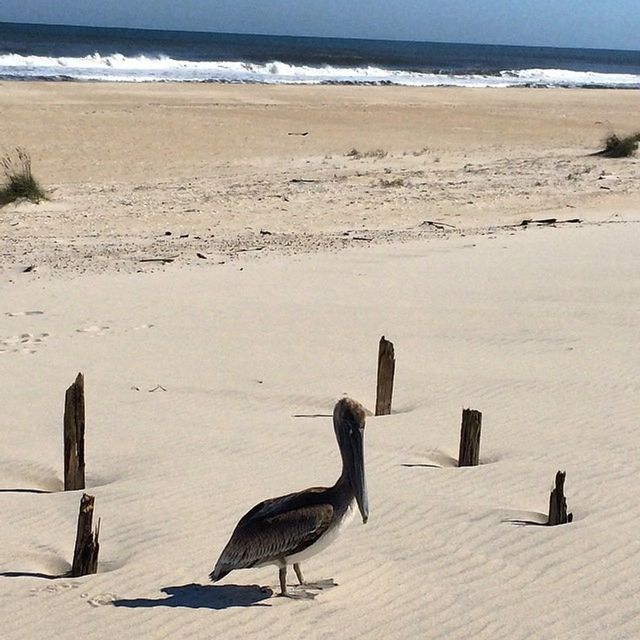 VIEW OF BIRDS IN WATER