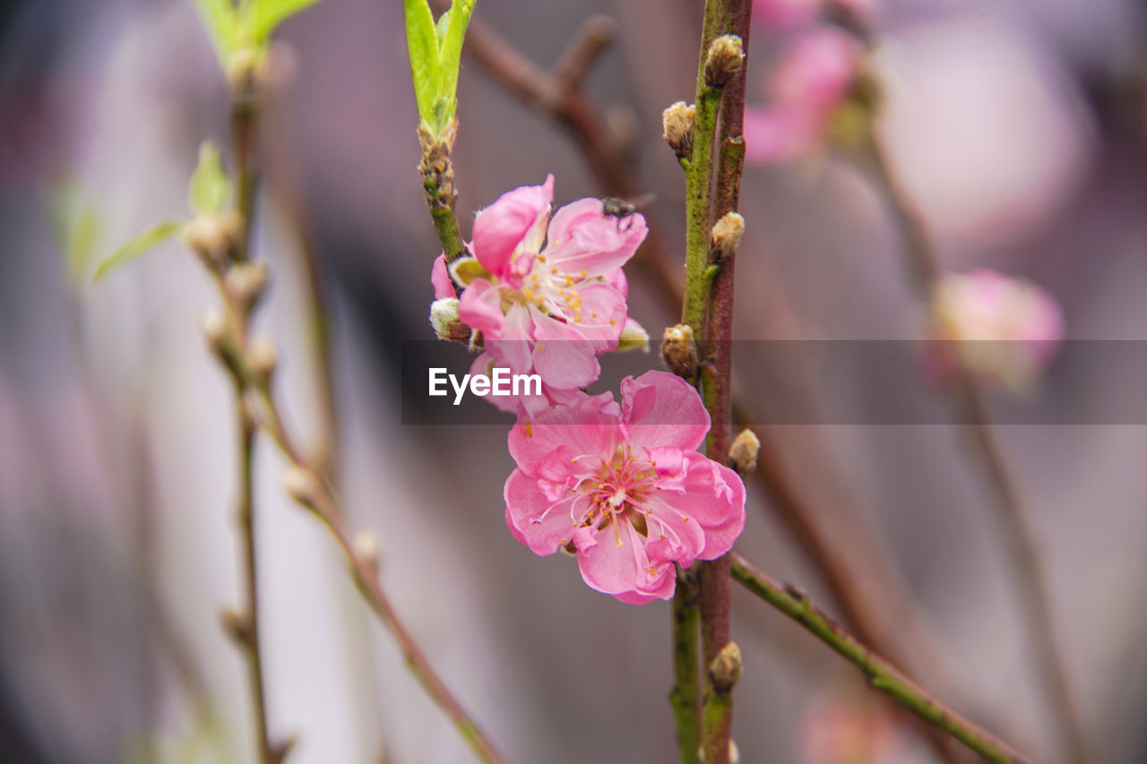 PINK CHERRY BLOSSOMS IN SPRING