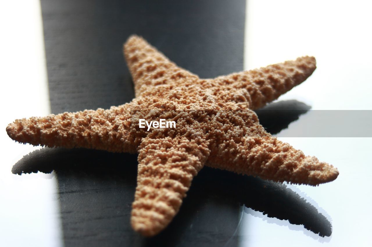 Close-up of a starfish 